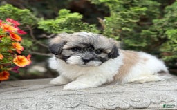 Teddy Bear dogs for sale: Robby - Image 2