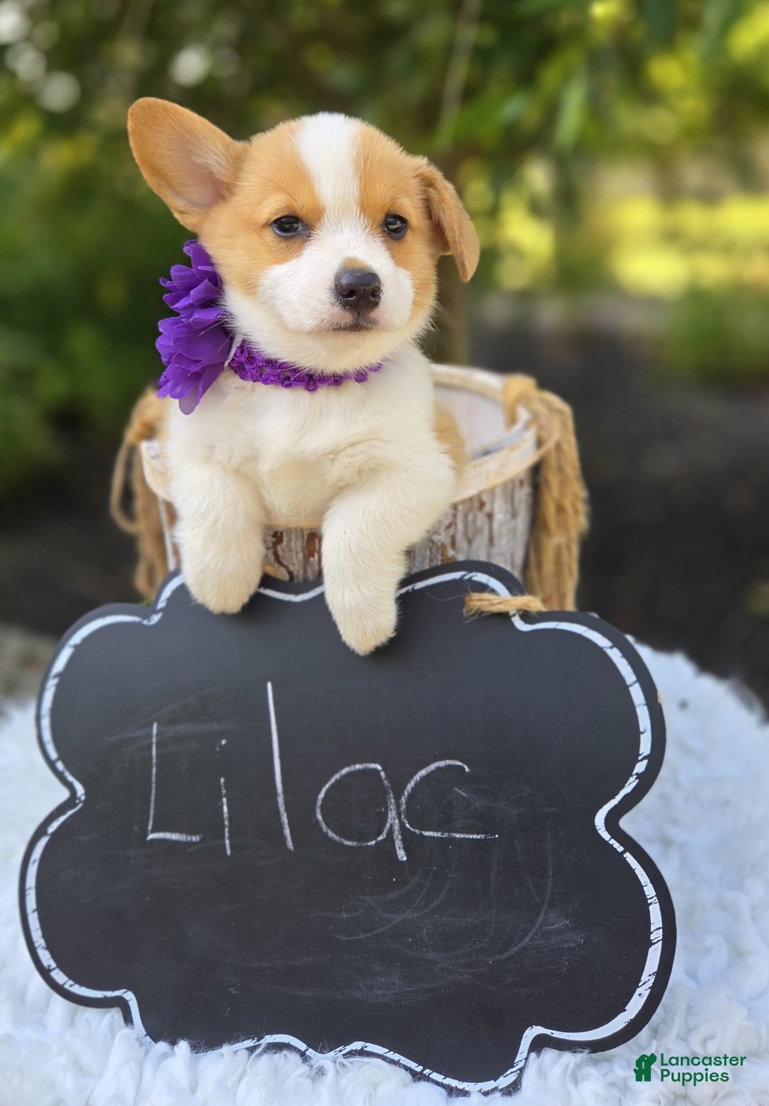 Welsh Corgi Pembroke dogs for sale: Lilac - Image 3