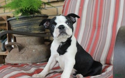 Frenchton dogs for sale: Pontiac - Image 4