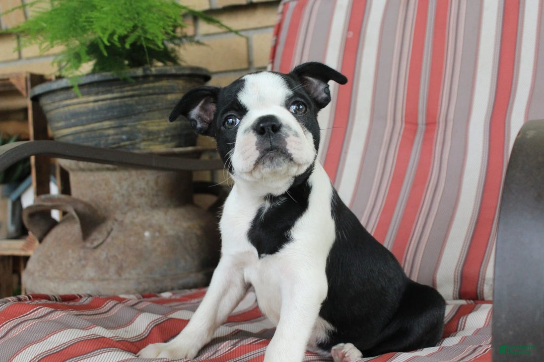 Frenchton dogs for sale: Pontiac - Image 4