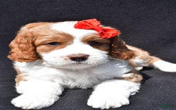 Mini Goldendoodle dogs for sale: Rocky - Image 7