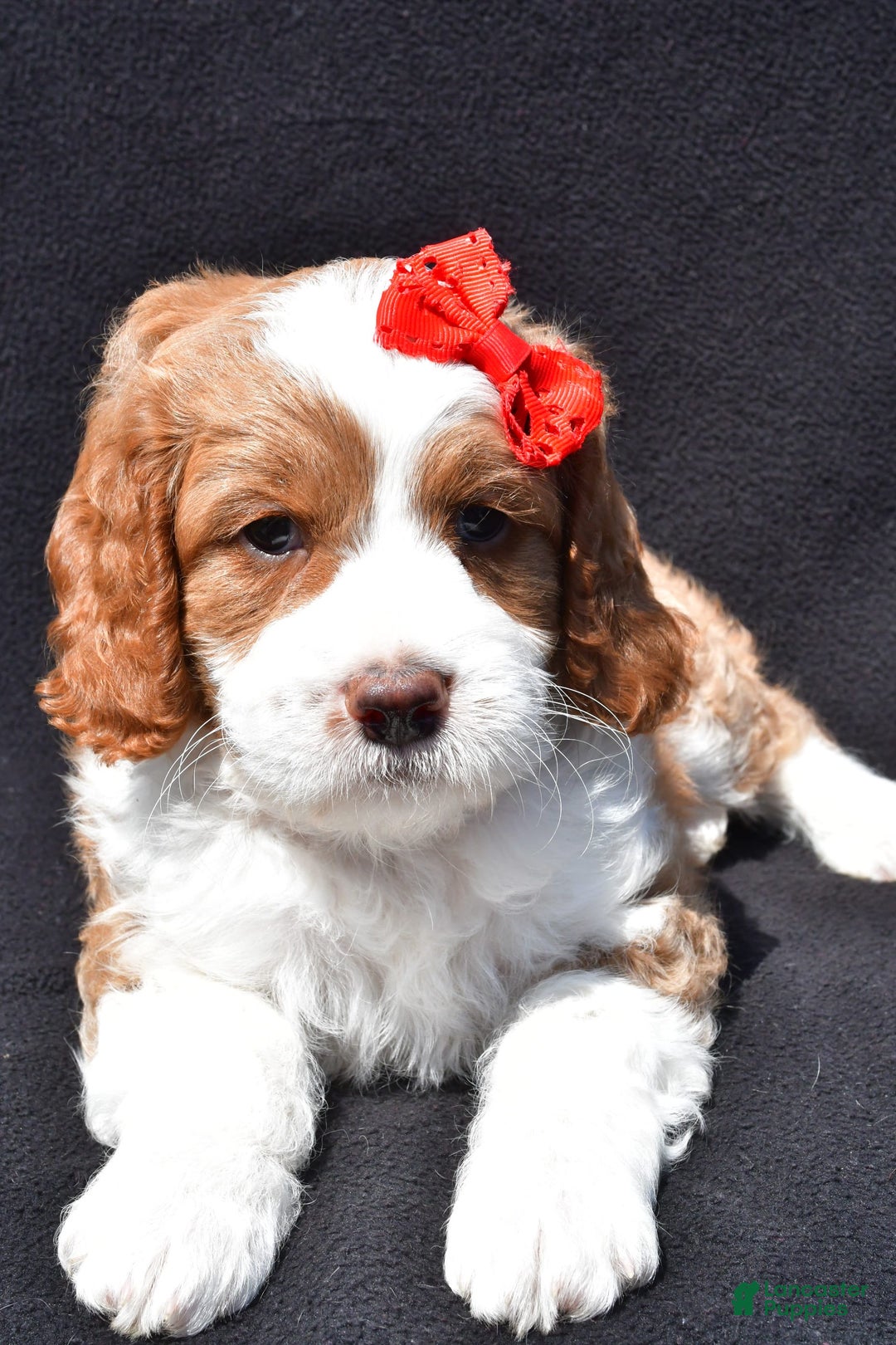 Mini Goldendoodle dogs for sale: Rocky - Image 7