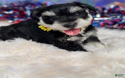 Miniature Schnauzer dogs for sale: BELLA - Image 8