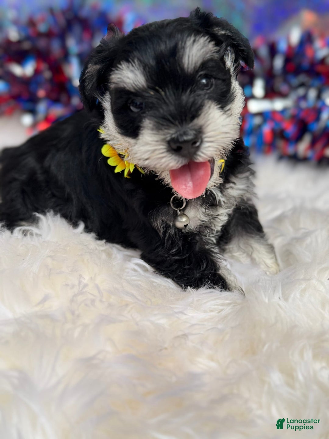 Miniature Schnauzer dogs for sale: BELLA - Image 8