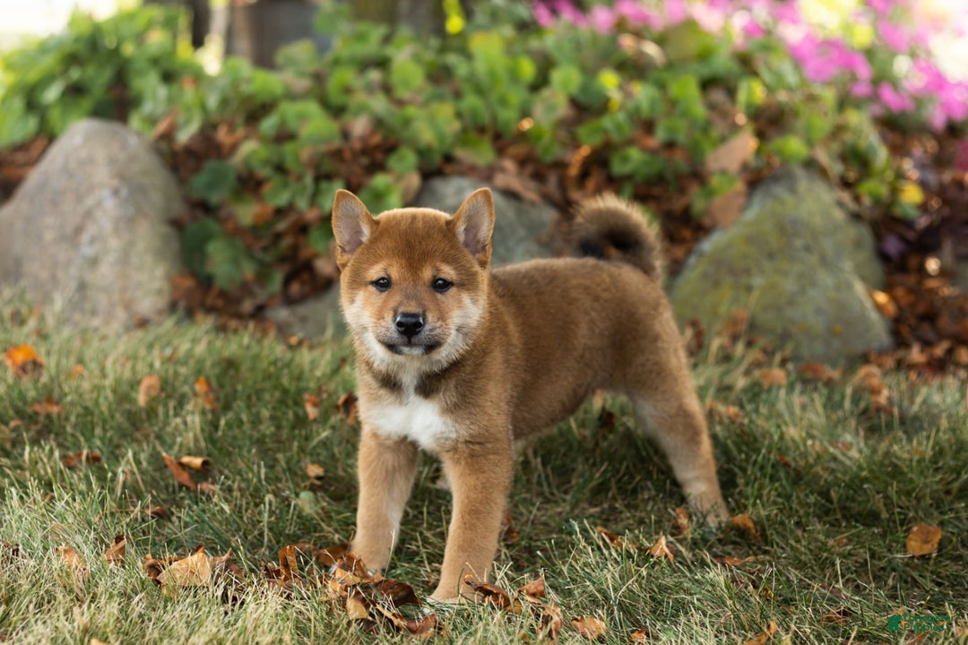 Shiba Inu dogs for sale: Eddie - Image 2