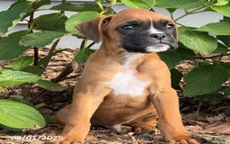 Boxer dogs for sale: Zody - Image 3