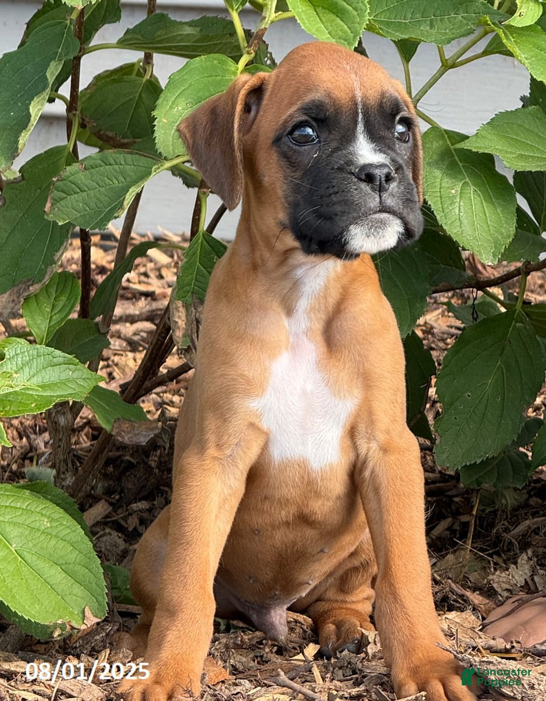 Boxer dogs for sale: Zody - Image 3