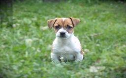 Jack Russell Terrier dogs for sale: Jamie - Image 2