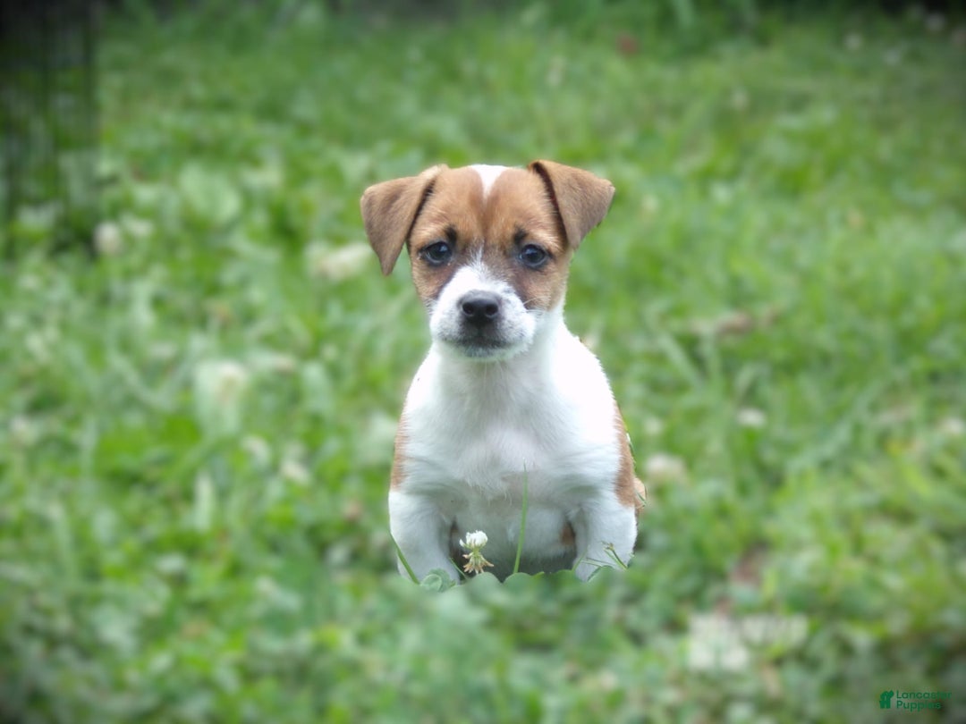 Jack Russell Terrier dogs for sale: Jamie - Image 2