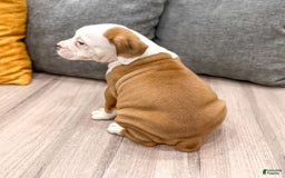 Beabull dogs for sale: Duke - Image 4