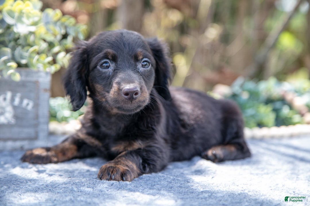Miniature Dachshund dogs for sale: Midnight - Image 1