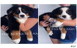 Bernese Mountain Dog dogs for sale: Female Thin Blaze - Image 16