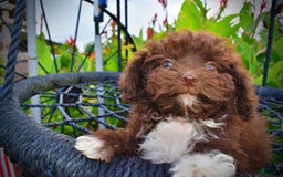 Havapoo dogs for sale: Benson - Image 4