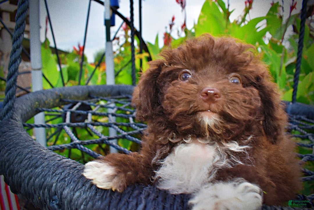 Havapoo dogs for sale: Benson - Image 4