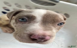 American Bully dogs for sale: Hot Head / Deja Vu - Image 13