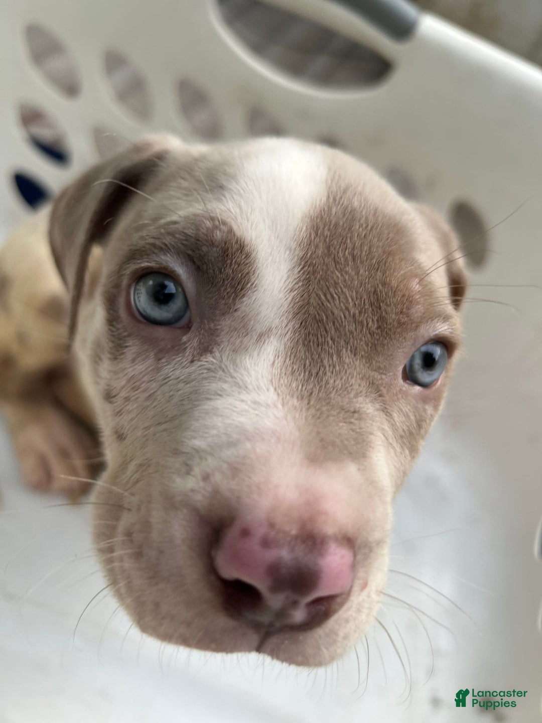 American Bully dogs for sale: Hot Head / Deja Vu - Image 13