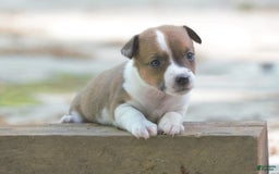 Jack Russell Terrier dogs for sale: Sissy - Image 4