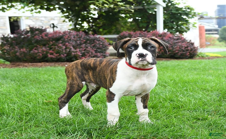 Boxer dogs for sale - Ad 1