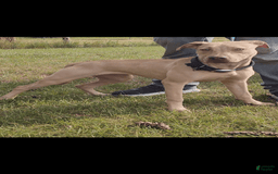 American Pit Bull Terrier dogs for sale: Ripper - Image 2