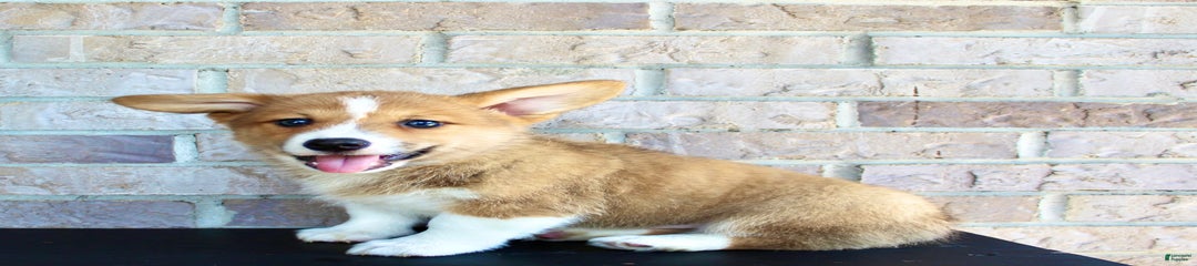 Ace