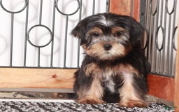 Shorkie dogs for sale: Peter - Image 2