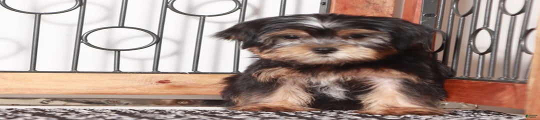 Peter