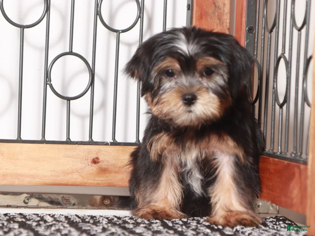 Shorkie dogs for sale: Peter - Image 2