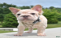 French Bulldog dogs for sale: Rayna Big Rope Velvet Fluffy - Image 25