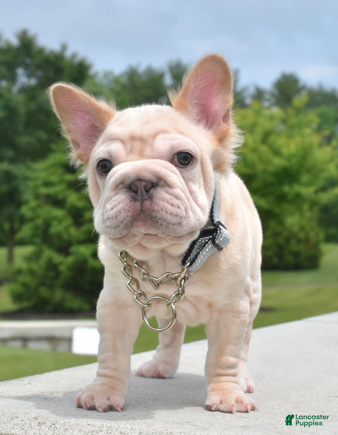 French Bulldog dogs for sale: Rayna Big Rope Velvet Fluffy - Image 25