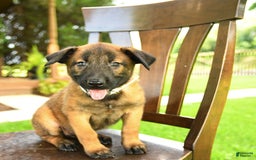 Belgian Malinois dogs for sale: August - Image 4