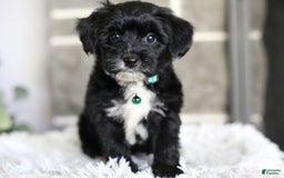 Yorkiepoo dogs for sale: Arrow - Image 13
