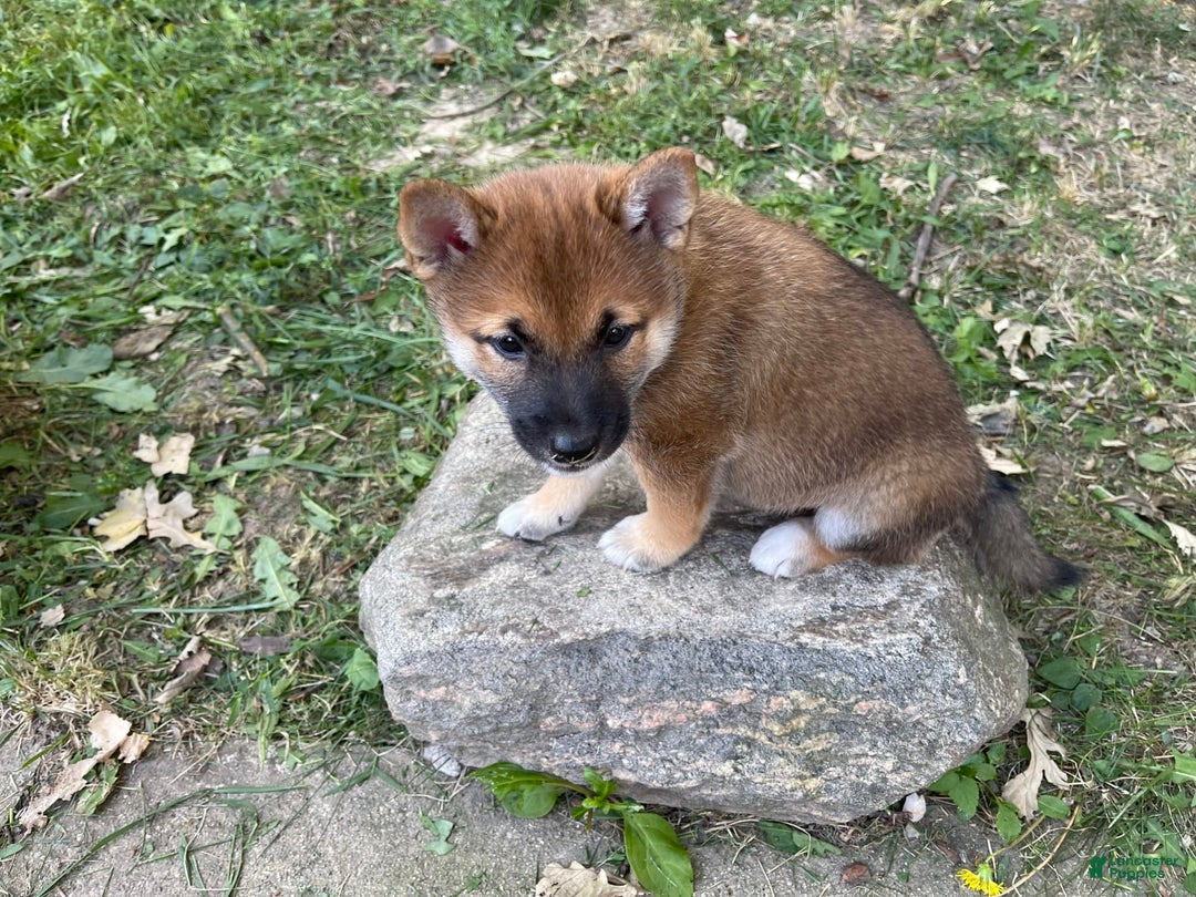 Shiba Inu dogs for sale: Dora - Image 4