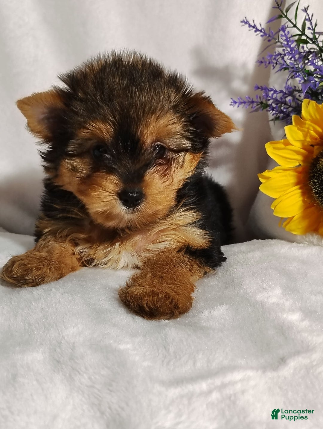 Yorkshire Terrier dogs for sale: Seraphina - Image 3