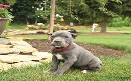 Cane Corso dogs for sale: Opal - Image 5