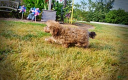 Havapoo dogs for sale: Jazzy - Image 7