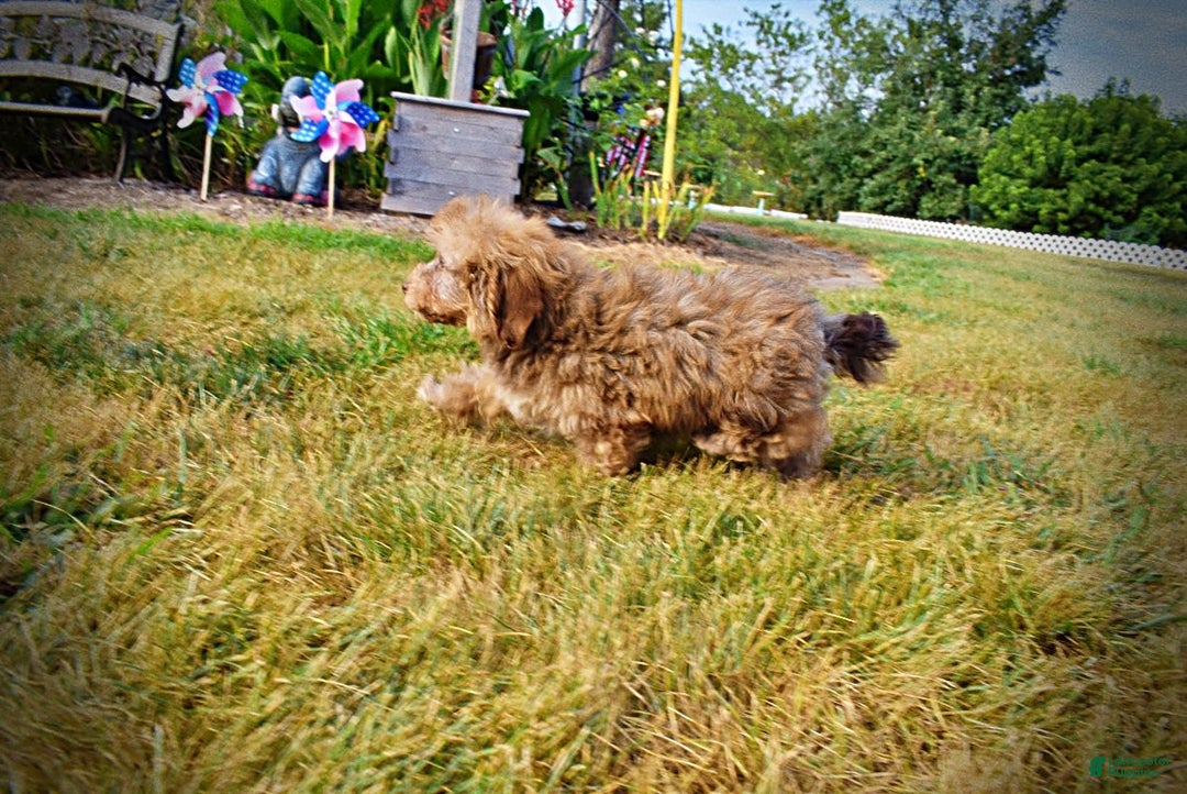 Havapoo dogs for sale: Jazzy - Image 7