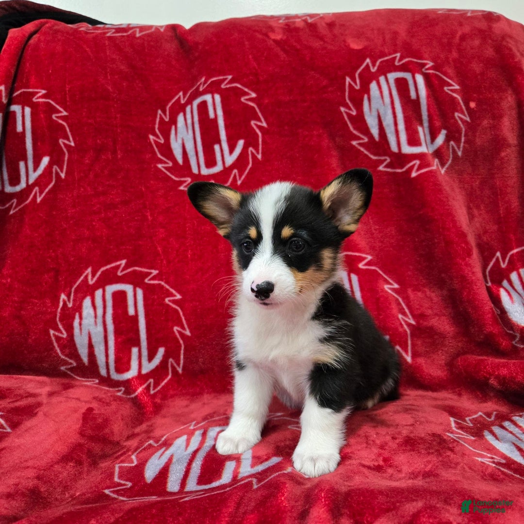 Welsh Corgi Pembroke dogs for sale: Lily - Image 13