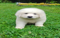 Great Pyrenees dogs for sale: Cedar - Image 5