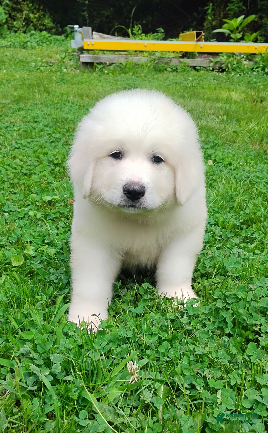 Great Pyrenees dogs for sale: Cedar - Image 5