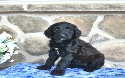 Goldendoodle dogs for sale: Summer - Image 3