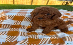 Mini Goldendoodle dogs for sale: Cooper - Image 11
