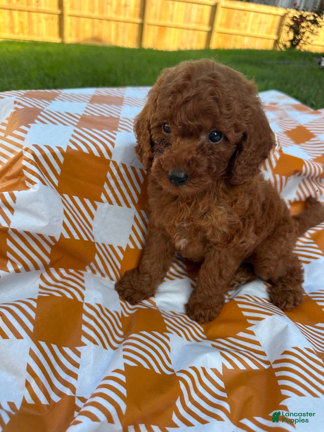 Mini Goldendoodle dogs for sale: Cooper - Image 11