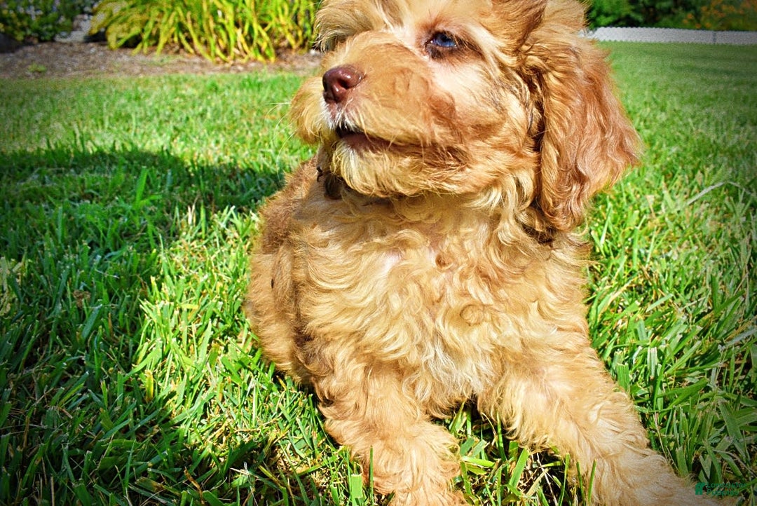 Havapoo dogs for sale: Fancy - Image 3