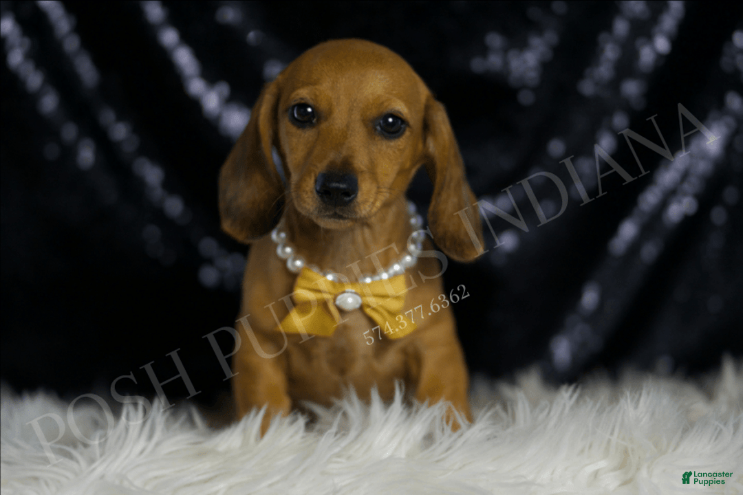 Miniature Dachshund dogs for sale: Odin - Image 3
