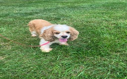 Cockapoo dogs for sale: Charlie - Image 13