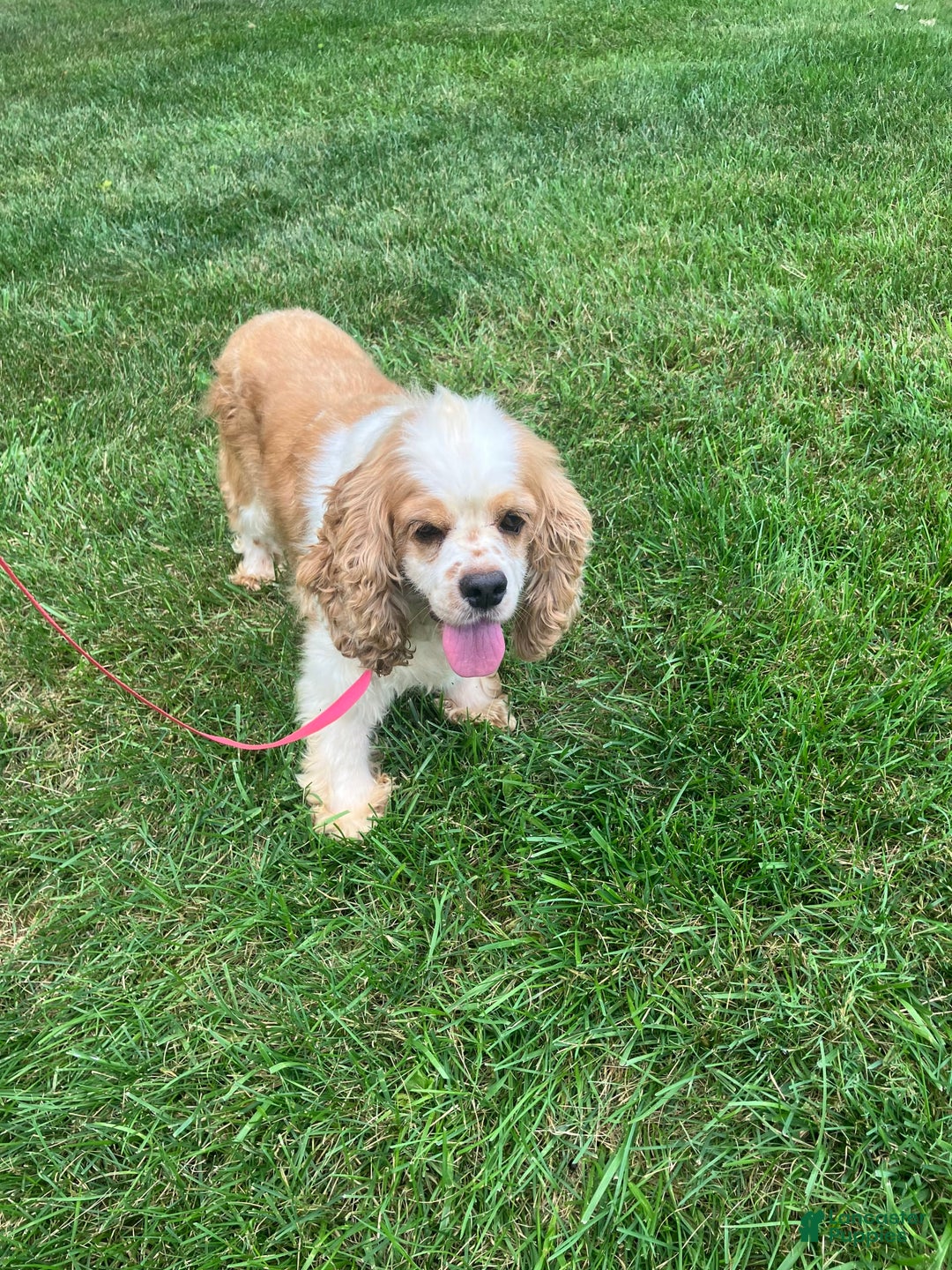 Cockapoo dogs for sale: Charlie - Image 13