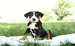 Greater Swiss Mountain Dog dogs for sale: Frances - Image 5