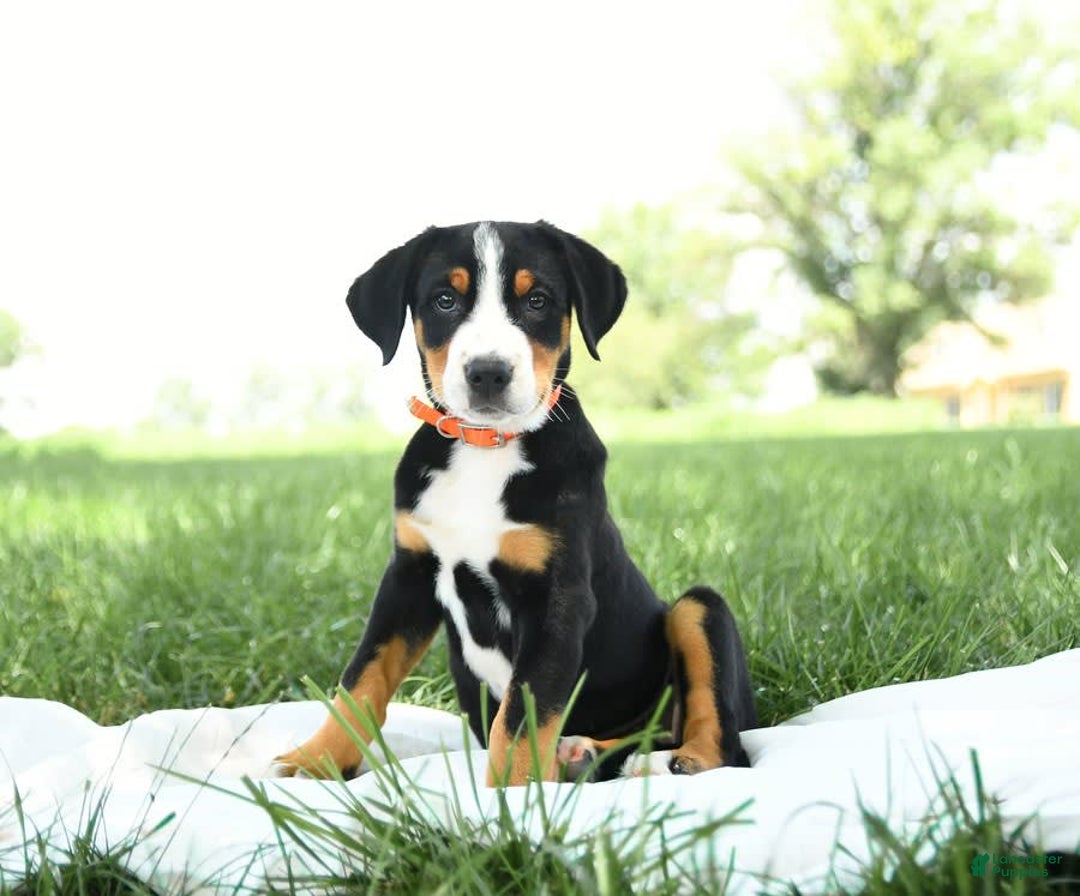 Greater Swiss Mountain Dog dogs for sale: Frances - Image 5