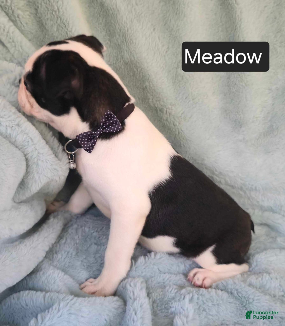 Boston Terrier dogs for sale: Meadow - Image 6
