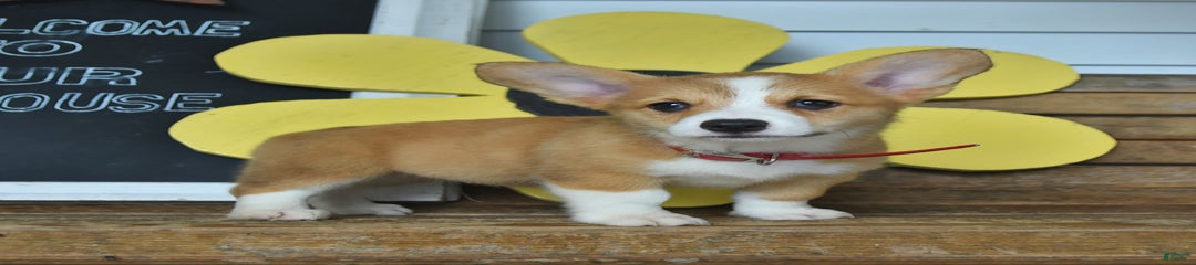 Maple